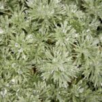 Artemisia schmidtiana Nana Silver Mound