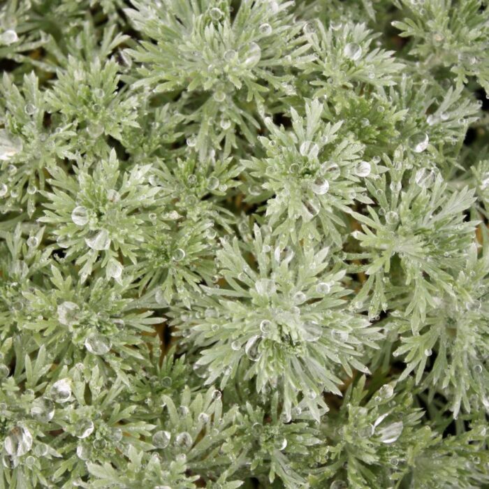 Artemisia schmidtiana Nana Silver Mound