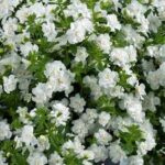 Bacopa Scopia Double Snowball