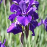 Iris sibirica Caesar's Brother