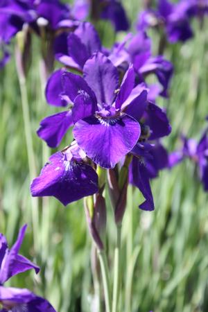 sibirica