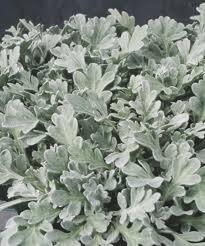 silver cascade