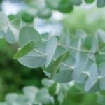 Eucalyptus Silver Dollar