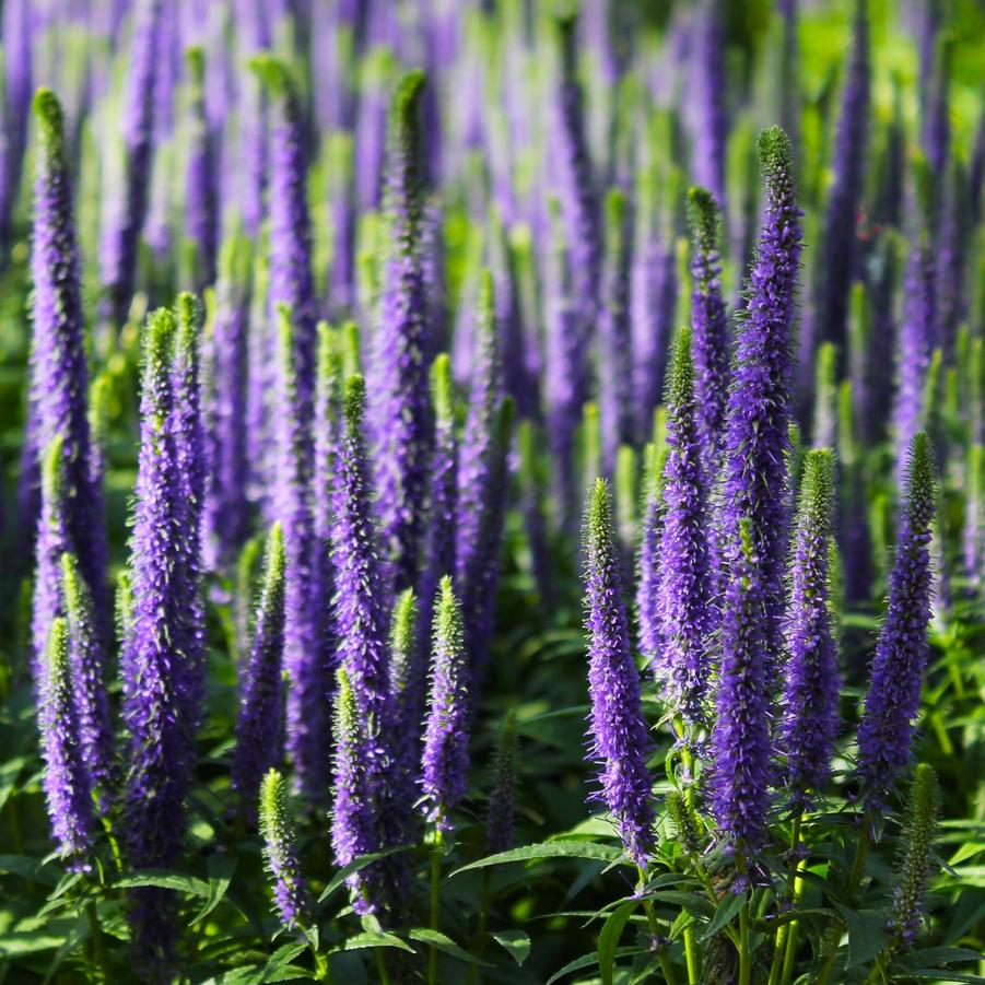 spicata
