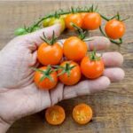 Tomato Small Fruit Sungold (4 Pack)