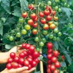 Tomato Small Fruit Sweet Million (Single)