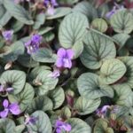 Viola walteri Silver Gem