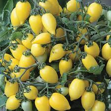 yellow plum