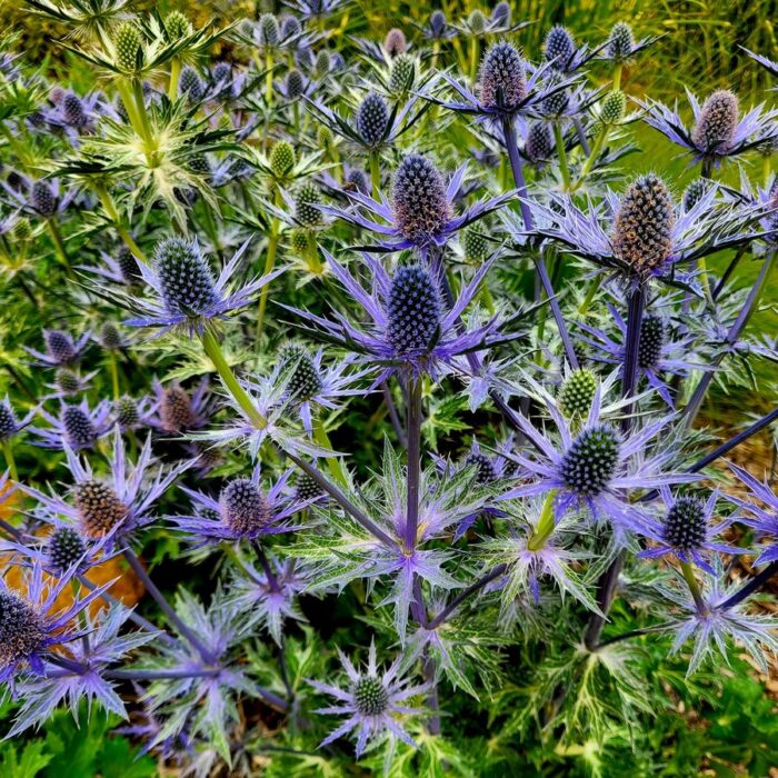 Eryngium x zabelii Big Blue