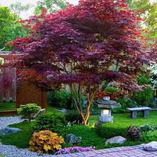 ACER MAPLE – ‘Bloodgood’ Upright Japanese Maple