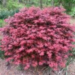 Acer palmatum Rhode Island Red