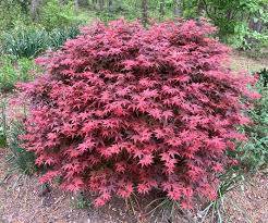 Acer palmatum Rhode Island Red
