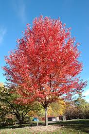 Acer x freemanii Autumn Blaze Maple