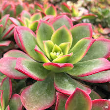Aeonium