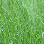Allium schoenoprasum Chives