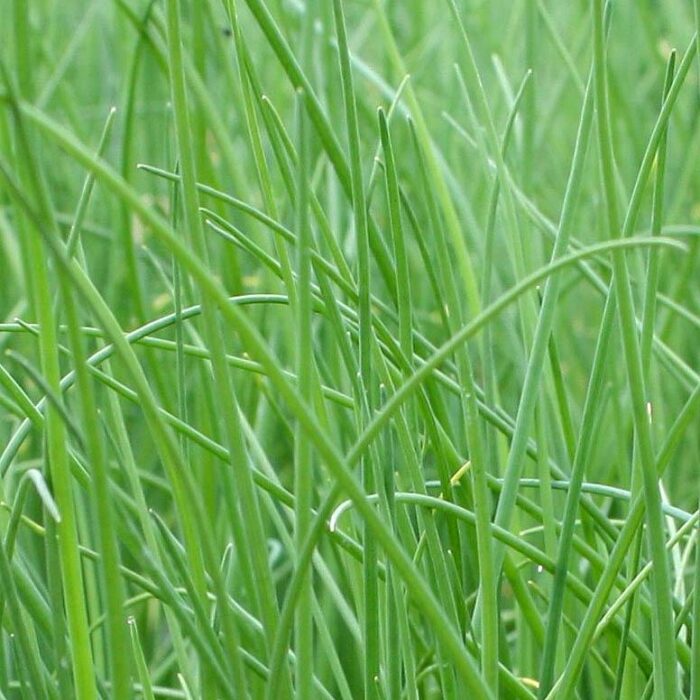 Allium schoenoprasum Chives