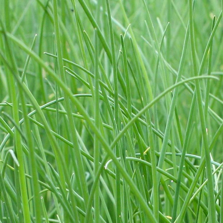 Allium schoenoprasum