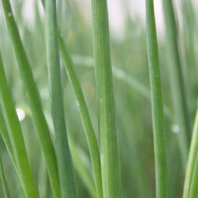 Allium tuberosum