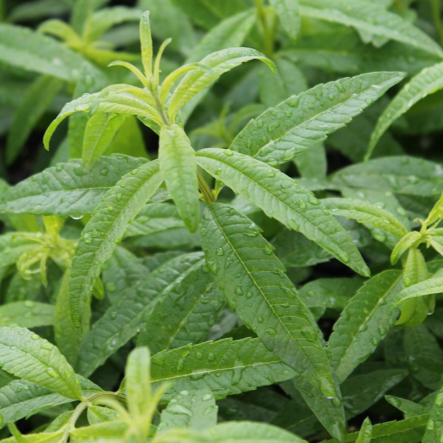 Aloysia triphylla