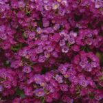 Alyssum Clear Crystal Purple Shades