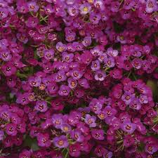 Alyssum Clear Crystal Purple Shades