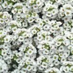 Alyssum Clear Crystal White