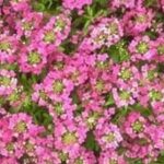Alyssum Easter Bonnet Pink
