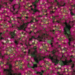 Alyssum Easter Bonnet Violet