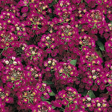 Alyssum Easter Bonnet Violet