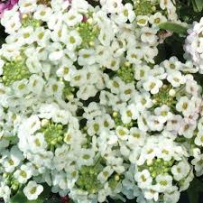 Alyssum Easter Bonnet White