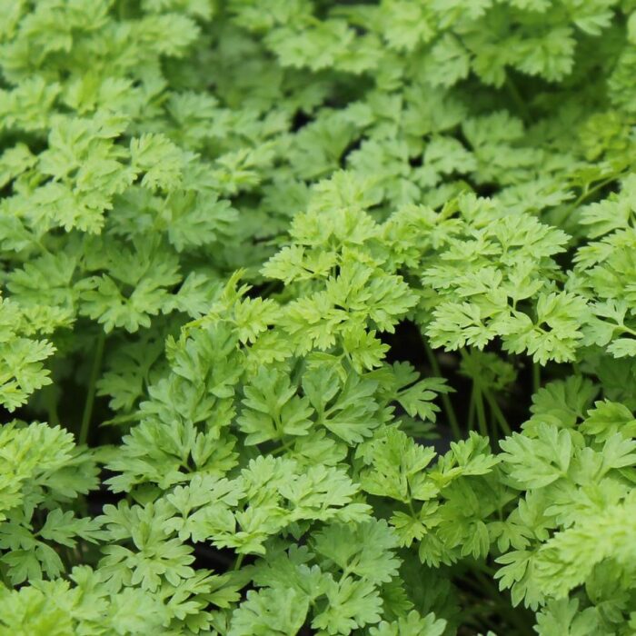 Anthriscus cerefolium Chervil French Parsley