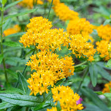 Asclepias tuberosa Hello Yellow