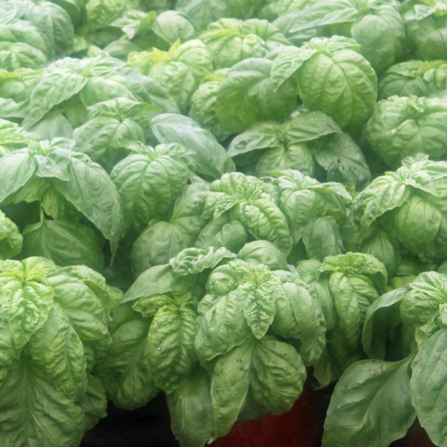 Basil ‘Mammoth’