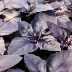Ocimum basilicum Basil Red Rubin