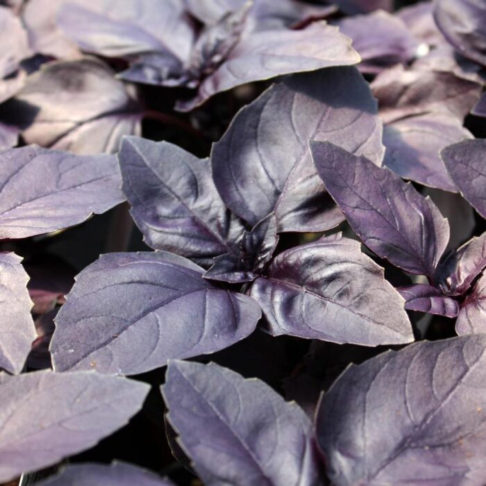 Ocimum basilicum Basil Red Rubin