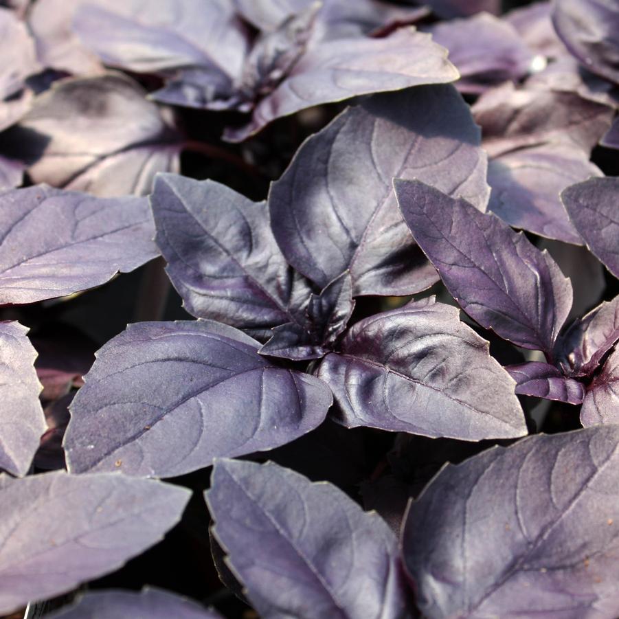 Basil Red Rubin