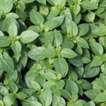 Ocimum basilicum Basil Spicy Globe