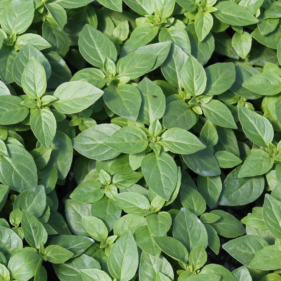 Basil Spicy Globe