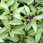 Ocimum basilicum Thai Basil Queen of Siam
