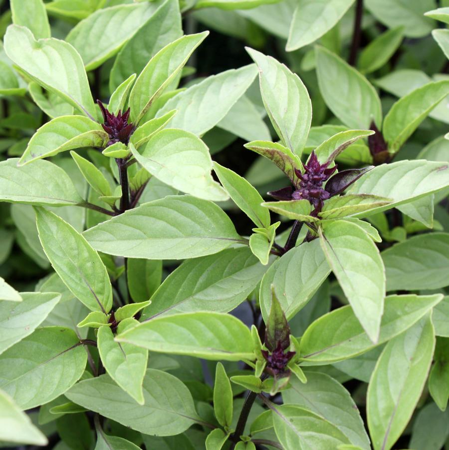 Basil Thia Siam Queen