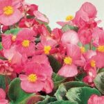 Begonia Ambassador Pink