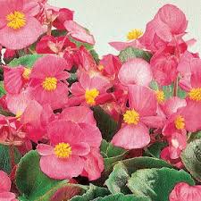 Begonia Ambassador Pink