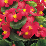 Begonia Ambassador Scarlet