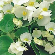 Begonia Ambassador White