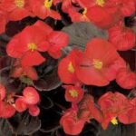 Begonia Senator IQ Scarlet