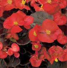Begonia Senator IQ Scarlet