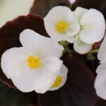 Begonia Senator IQ White