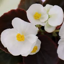 Begonia Senator IQ White