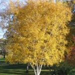 Betula populifolia Whitespire Birch