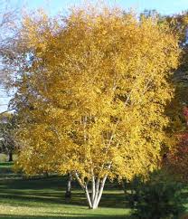 Betula populifolia